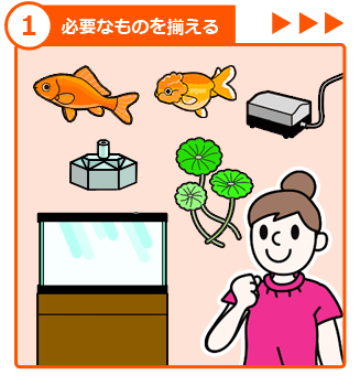 金魚の飼い方 ステップ１