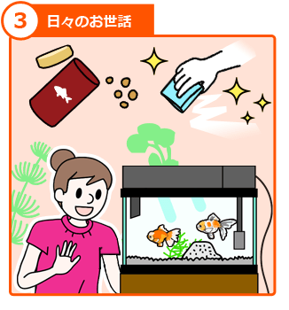 金魚の飼い方 ステップ３