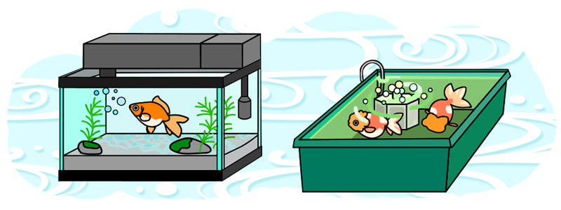 金魚水槽