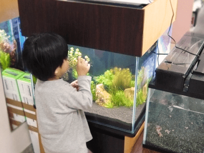 金魚を長生きさせる方法１