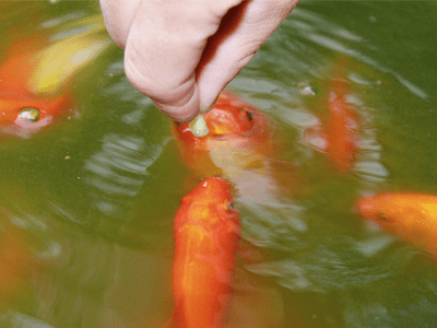 金魚を長生きさせる方法２