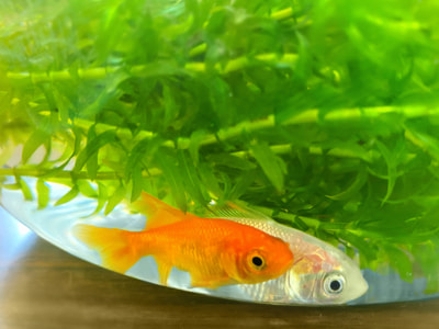 金魚を冬眠させた方が良い場合