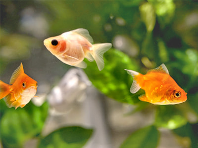 金魚を冬眠させない方が良い場合