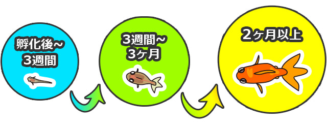 金魚の稚魚の育て方