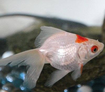 状態が良い金魚・悪い金魚とは