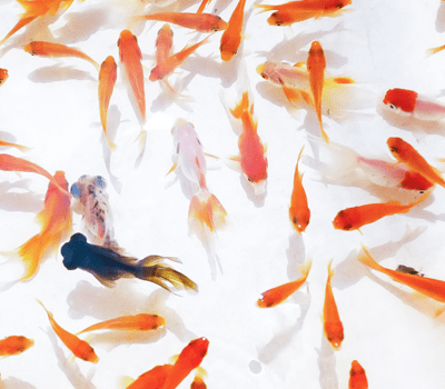 金魚の種類ごとの特性とは