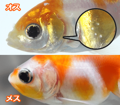 金魚のオスメスの見分け方とは