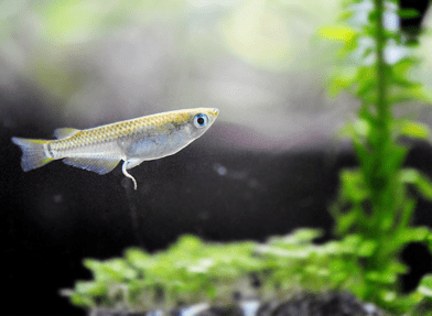 メダカ水槽が汚れる原因