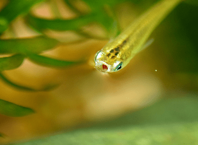 メダカのエサやり