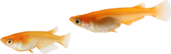 メダカ