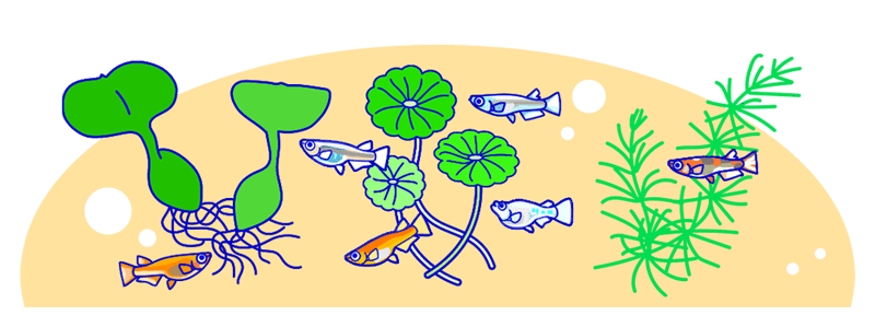 メダカの飼い方