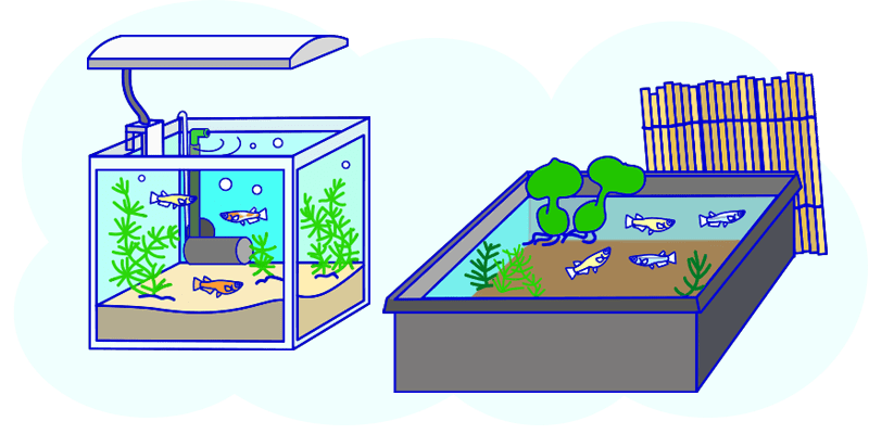 メダカ水槽 メダカ水草