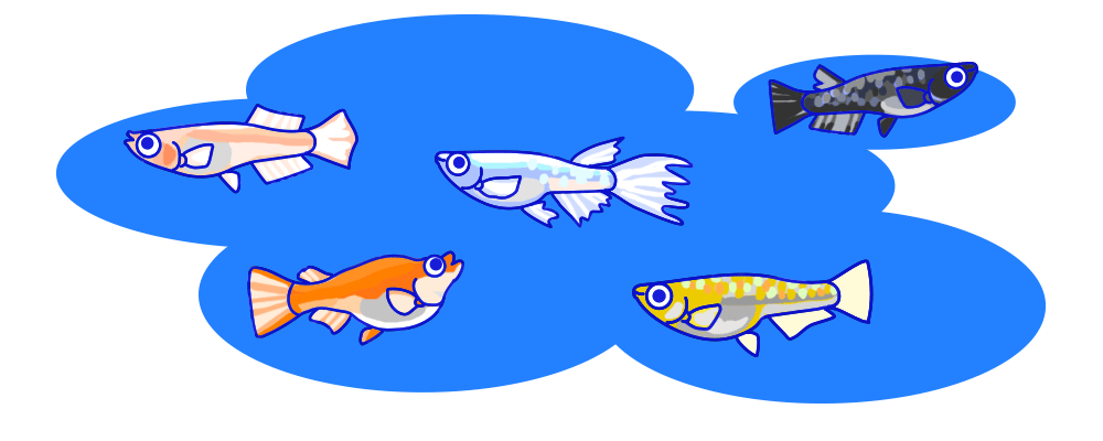 メダカ 品種 種類