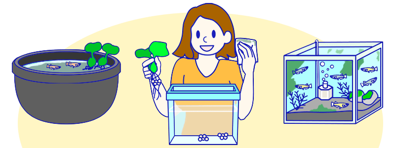 メダカのお世話 メンテナンス