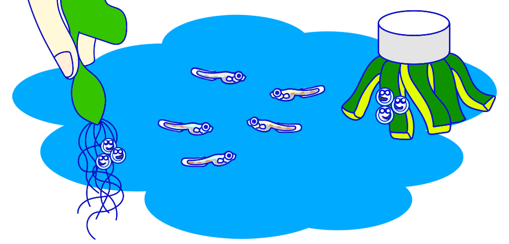 メダカ 繁殖 産卵 卵