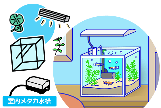 メダカ水槽 必要なもの 室内メダカ水槽