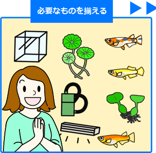 メダカの飼い方　簡単３ステップ　その１