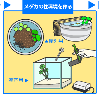 メダカの飼い方　簡単３ステップ　その２