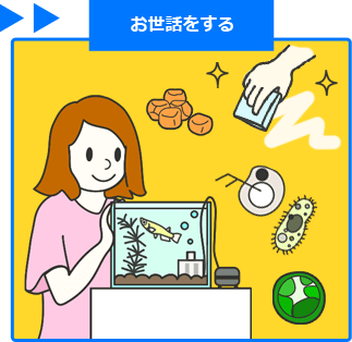 メダカの飼い方　簡単３ステップ　その３