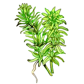 アナカリス メダカ水槽