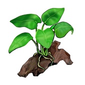 アヌビアス・ナナ メダカ水槽