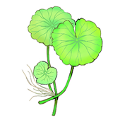 アマゾンチドメグサ