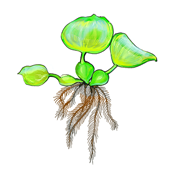 ホテイソウ メダカ水槽