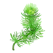 マツモ メダカ水槽