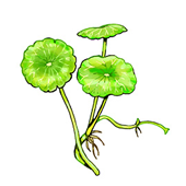 ミニマッシュルーム メダカ水槽