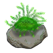 ウィローモス メダカ水槽