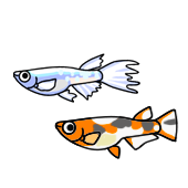 改良メダカ 飼い方