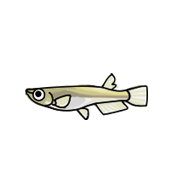 ニホンメダカ 飼い方