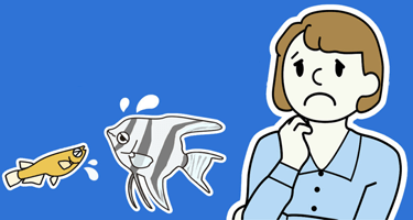 アクアリウムお悩み相談