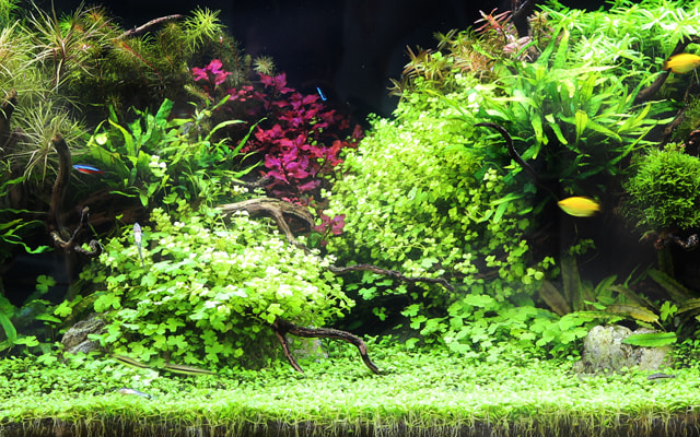 プロが作った水草水槽が欲しい方はこちら