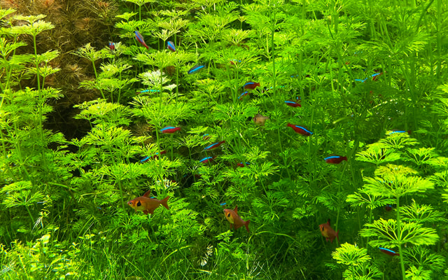 プロが作った水草水槽が欲しい方はこちら