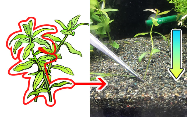 水草の植え方2