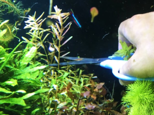水草のトリミングのやり方