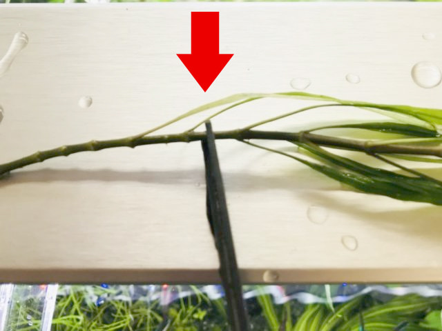 水草のトリミングのやり方2