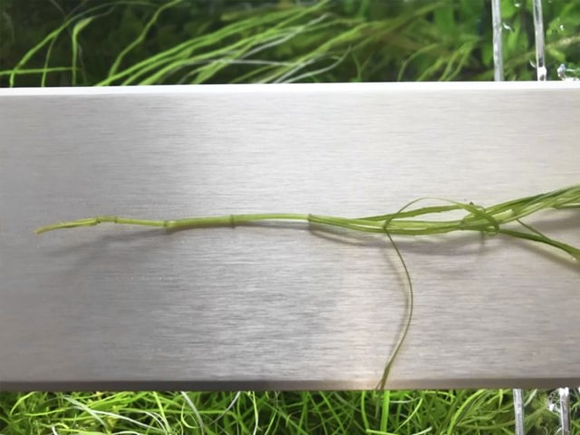 水草のトリミングのやり方3