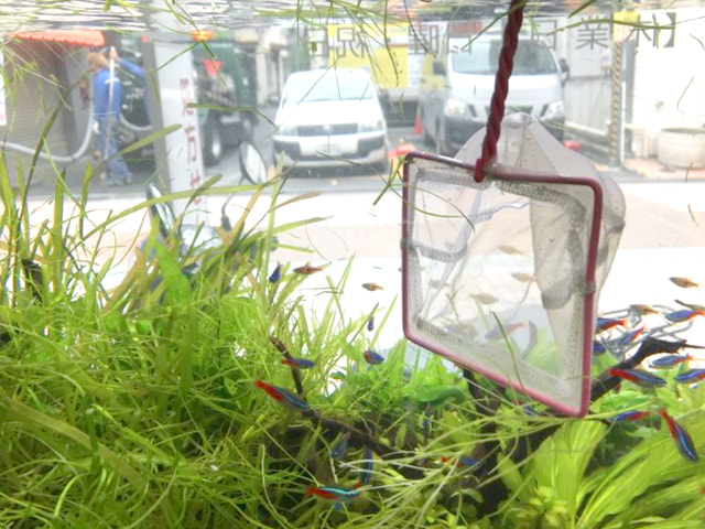 水草のトリミングのやり方4