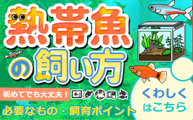 熱帯魚の飼い方はこちら