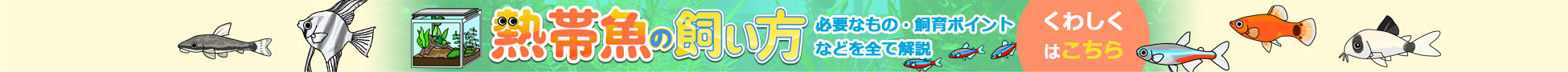 熱帯魚の飼い方