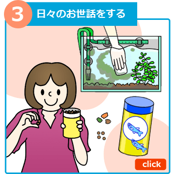 熱帯魚の飼い方１ 日々のお世話