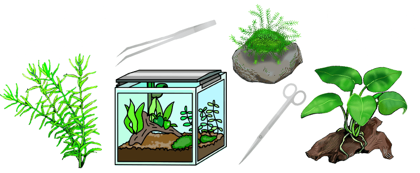 熱帯魚水槽レイアウト