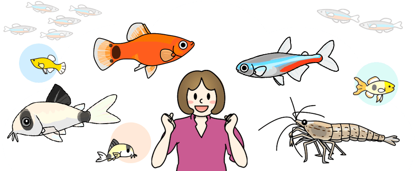 熱帯魚 飼い方 種類