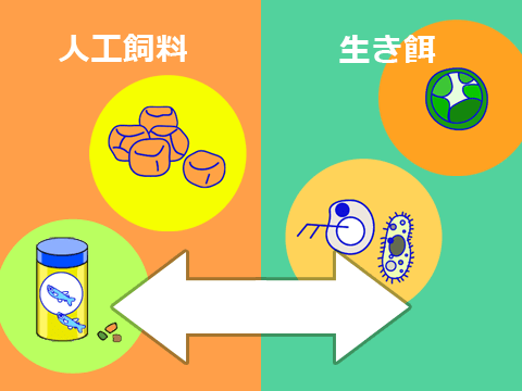 熱帯魚 エサの選び方 人工飼料