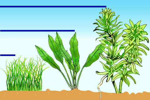 前景草 中景草 後景草