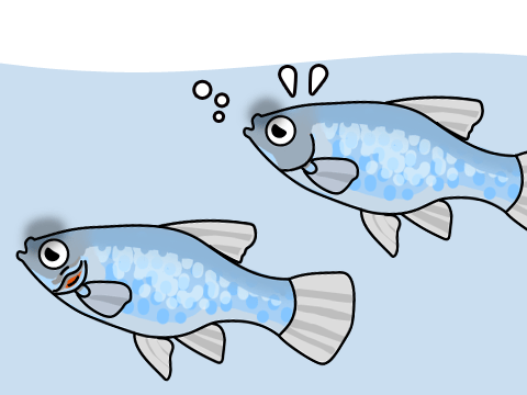 熱帯魚 エラ病 酸欠