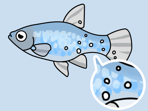 熱帯魚 白点病