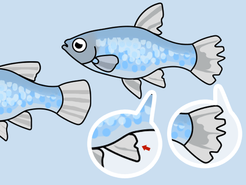 熱帯魚 尾ぐされ病